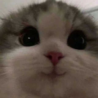 Telegram profile photo for светлячок в коробочке