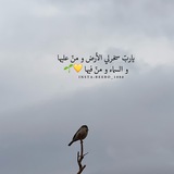 Telegram profile photo for غيم وعصافير🕊🌧