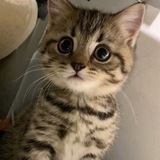 Telegram profile photo for 邪恶猫猫头