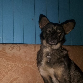 Telegram profile photo for Шакальная дипрессия