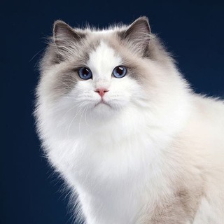 Telegram group profile photo for ПРОДАЖА/ПОКУПКА/ВЯЗКА/КОШЕК/СОБАК🐈⬛🐕