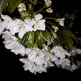 Telegram profile photo for سلطان آباد(بهاره) اقوام لر و لک