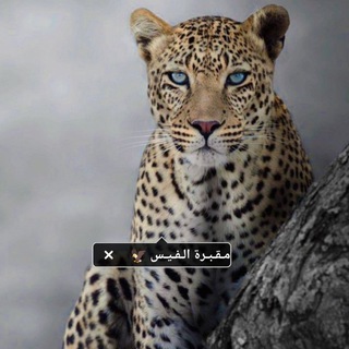 Telegram profile photo for مـقـبـرة الـفـيـس 🦅