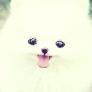 Telegram profile photo for к1сель