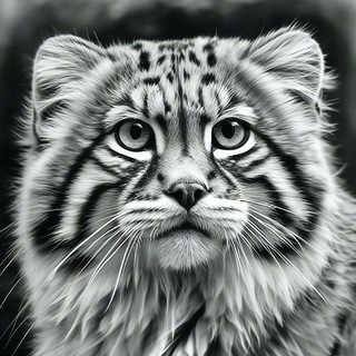Telegram profile photo for Манул.Русский кот