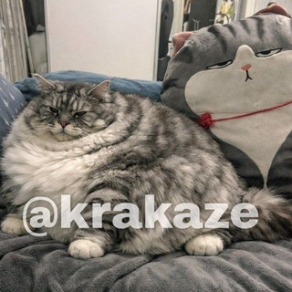 Telegram group profile photo for Чат ручений krakaze