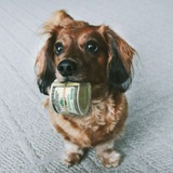 Telegram profile photo for Admits Stock