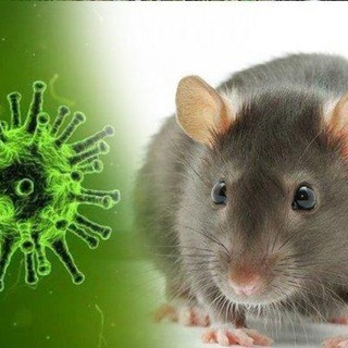 Telegram profile photo for Hantavirus Portal
