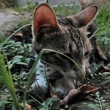 Telegram profile photo for My diary