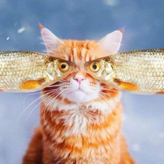 Telegram profile photo for Дайте рыбов!