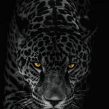 Telegram profile photo for شبگرد