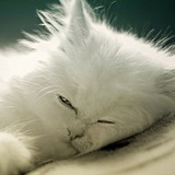 Telegram profile photo for Котей читает ваху