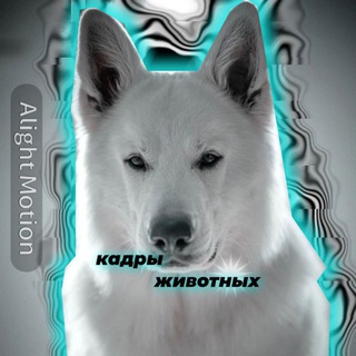 Telegram profile photo for 🐾Кадры животных🐾