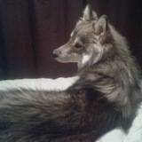 Telegram profile photo for quietude