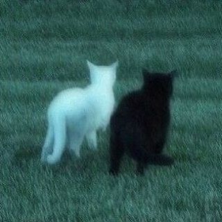 Telegram group profile photo for πΈοΈΰΉΰ£ ππ‘π’π―ππ¦ ππ‘ππ α―π§