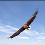 Telegram profile photo for Adler News