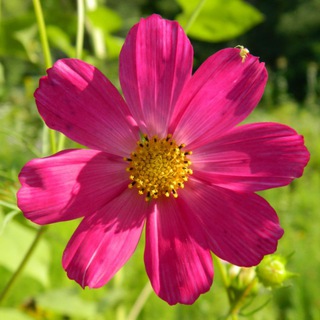 Telegram profile photo for В гостях у Васи 🌹🌺🌻🌼🌷