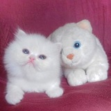 Telegram profile photo for мяу
