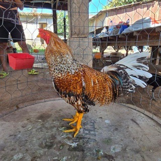 Telegram profile photo for ទ្រុងអ្នកស្រលាញ់បក្សិកីឡា VR88