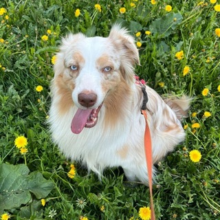 Telegram profile photo for Харушка