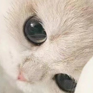 Telegram group profile photo for 广告之城
