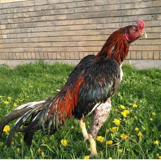 Telegram profile photo for گروه خروس لاری