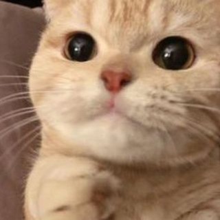 Telegram profile photo for ๐ ๐
ใ แธแธ ๐บ๐๐๐๐๐ช๐๐๐๐๐ ๐ท๐๐๐๐๐๐๐ ๐ ๐ ๐น แธแธ