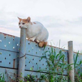 Telegram profile photo for 这图好怪,再看一遍
