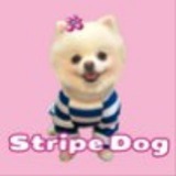 Telegram profile photo for StripeDog