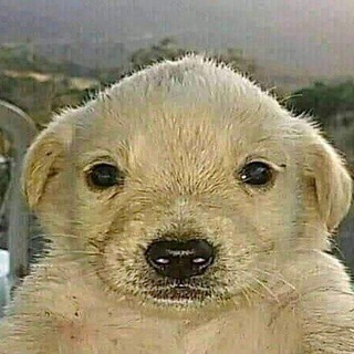 Telegram profile photo for Puppy Hivemind