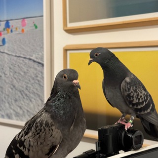 Telegram profile photo for Several pigeons are typing