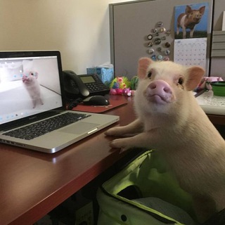 Telegram profile photo for SOFFFIKOSHA ака Соевая Соня