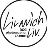 Telegram profile photo for Livanich Liv Dog Photo