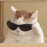 Telegram profile photo for COOLCAT RH