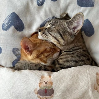 Telegram profile photo for 🐾Love My Cat🐾