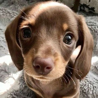 Telegram profile photo for Mocha