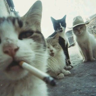 Telegram profile photo for Курилка