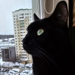 Telegram group profile photo for Алтарь поклонения коту Тони Старку, царю над человеками 😁