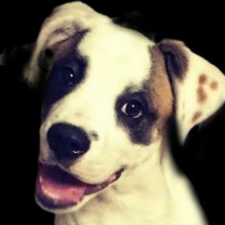 Telegram profile photo for JimboBoss