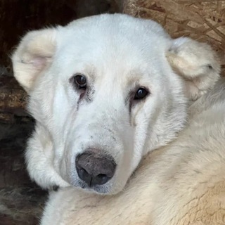 Telegram profile photo for Ищем счастье для собак