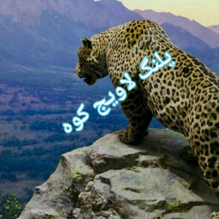 Telegram profile photo for 🐃 شکاروشکارچی (2)🐃