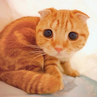Telegram profile photo for убежище кота
