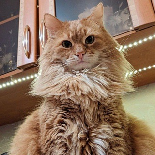 Telegram profile photo for Палыч