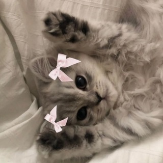 Telegram profile photo for дневник тарелочек🎀