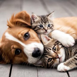 Telegram group profile photo for «Помощь животным» Ялта 🐶🐈⬛🐕