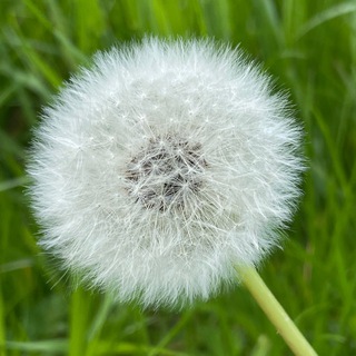 Telegram profile photo for Freude an der Natur