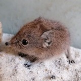 Telegram profile photo for Рисуночке рока