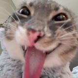 Telegram profile photo for Отзывы Sharp Paws