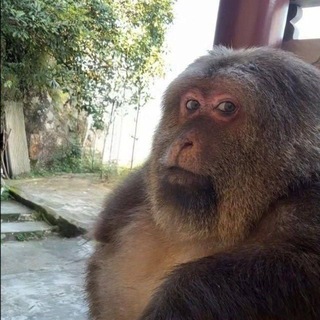 Telegram profile photo for тгк ProstoMonkey