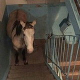 Telegram profile photo for Езотеричний націонал-пріколізм